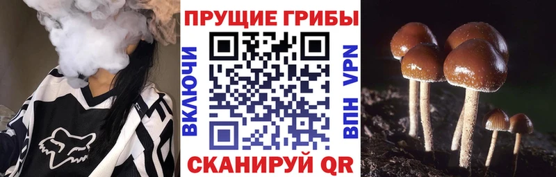 ОМГ ОМГ ссылки  Ефремов  Псилоцибиновые грибы мухоморы 