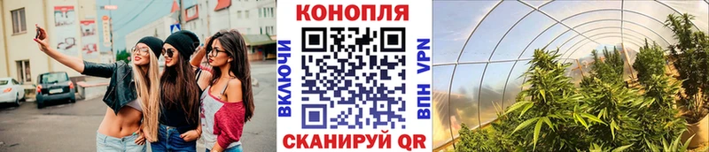 Шишки марихуана OG Kush Ефремов
